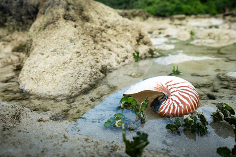 Nautilus pompilius shell
