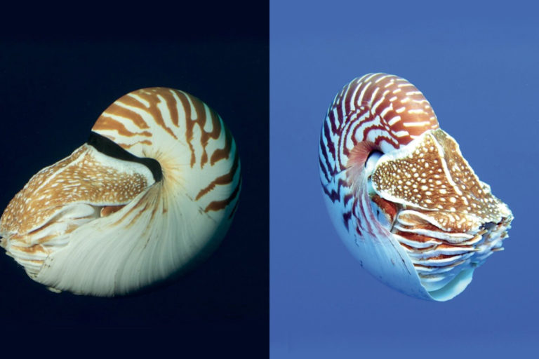 Nautilus vitiensis (left) and Nautilus samoaensis.