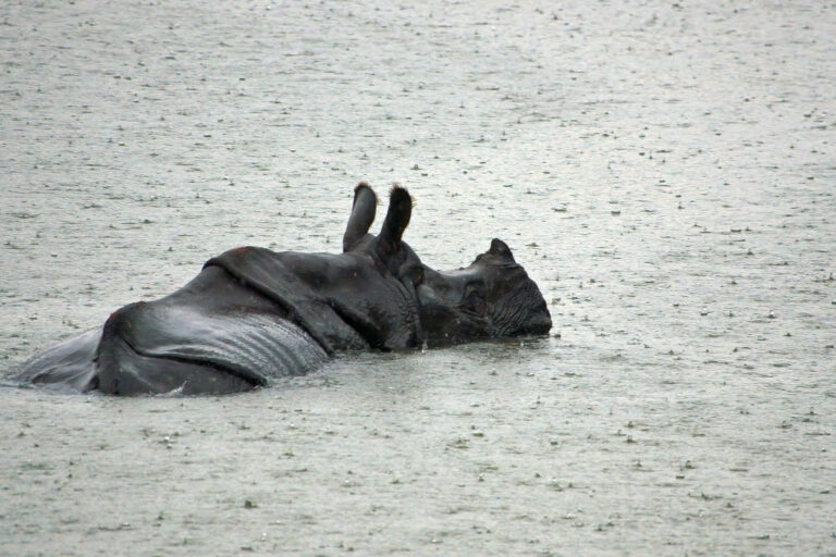 A rhino in a river in Chitwan National Park.
