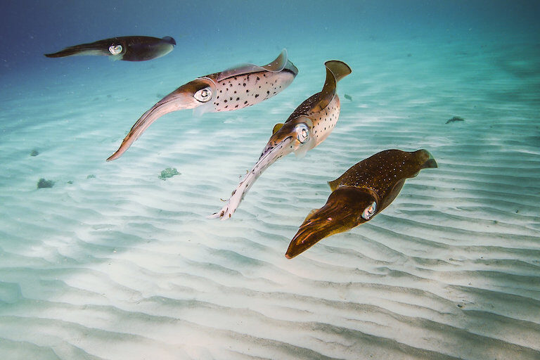 Squid in the ocean.