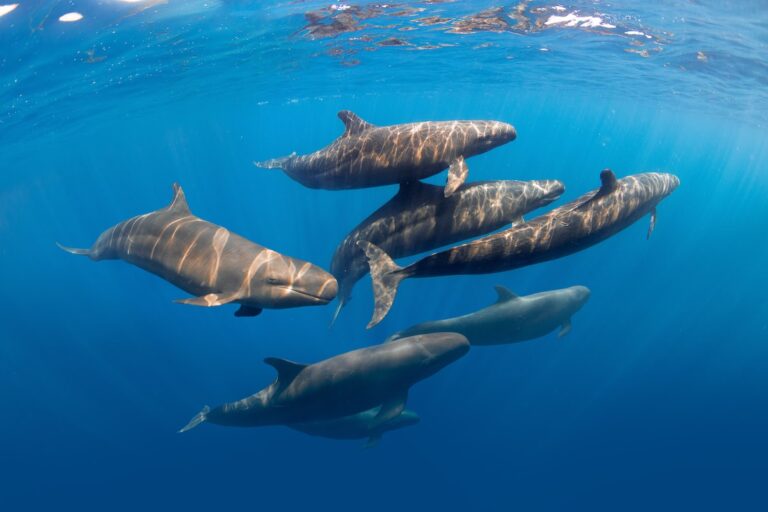 False killer whales in the Mediterranean. Image by Vincent Kneefel / Ocean Image Bank.