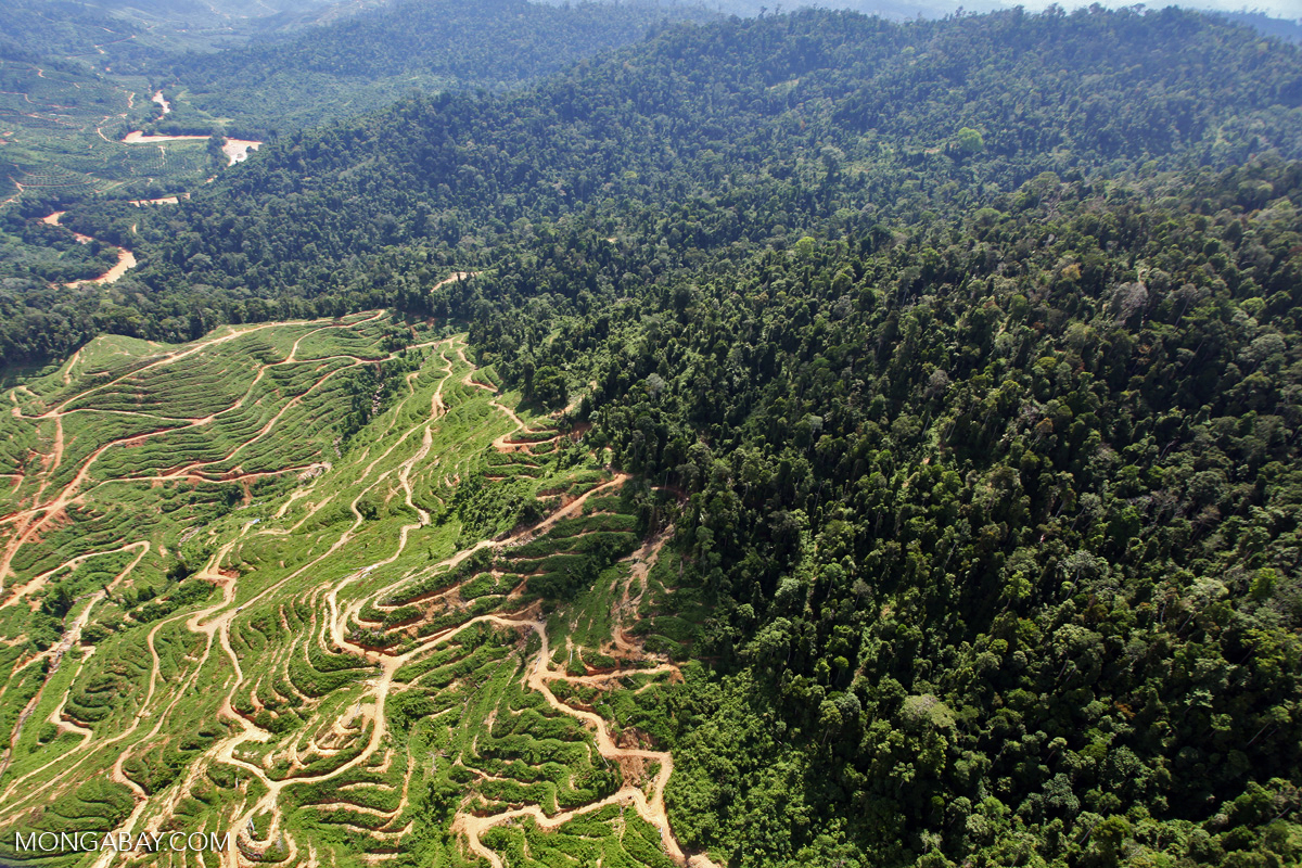 Deforestation for oil palm plantations in Sabah in 2012.