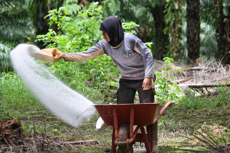 A worker fertilizing on oil palm plantation in Papua, Indonesia.