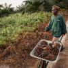 A local community member who works at an oil palm plantation in Liberia pushing a cart of the harvest.