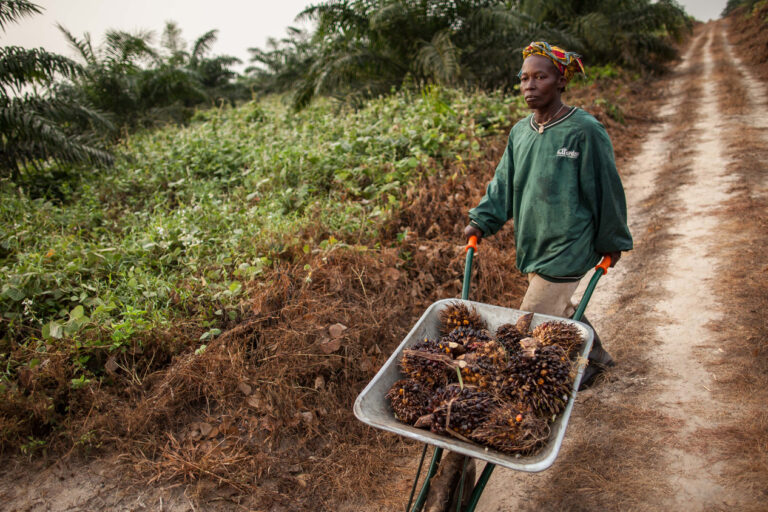 A local community member who works at an oil palm plantation in Liberia pushing a cart of the harvest.