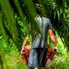 A worker in an oil palm plantation.