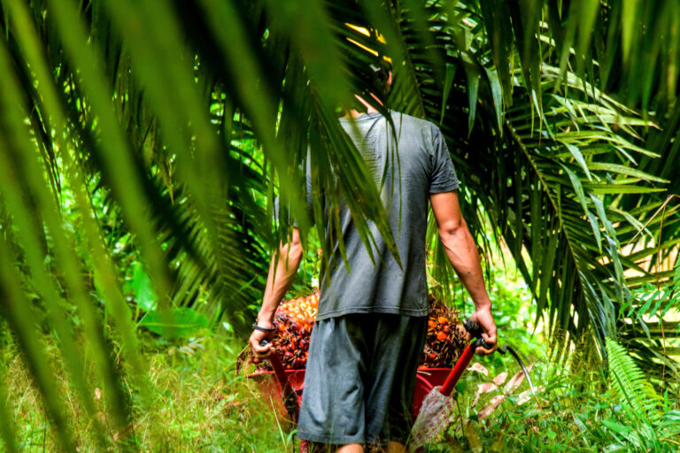 A worker in an oil palm plantation.