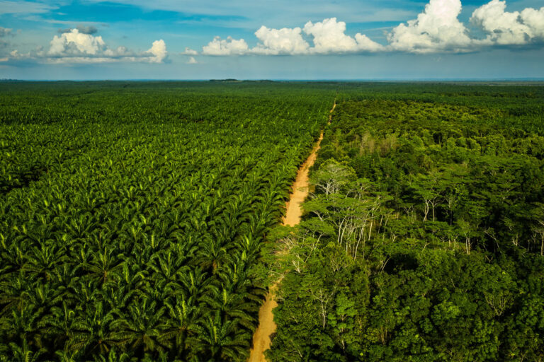 An oil palm plantation adjacent to a forest in East Kalimantan.