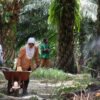 Workers fertilizing on an oil palm plantation.