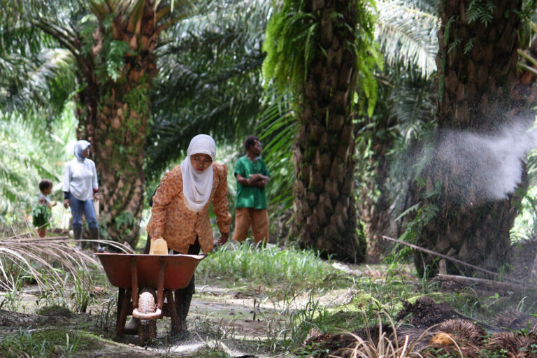 Workers fertilizing on an oil palm plantation.