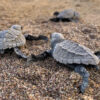 Olive ridley sea turtle hatchlings on their way to the sea.
