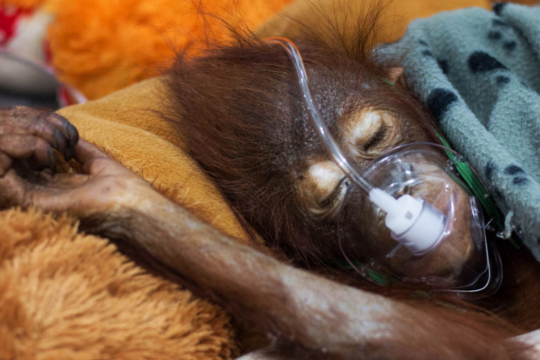 An orangutan under treatment.