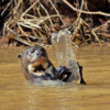 A wild giant otter with a discarded single-use plastic bottle.
