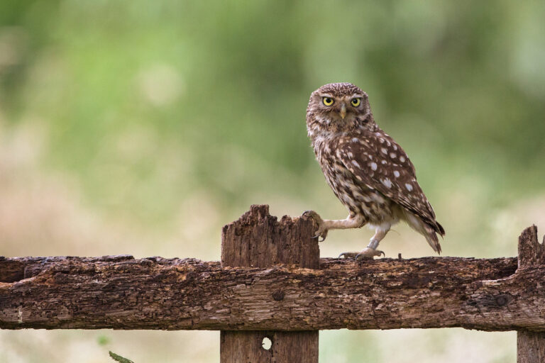 A little owl (Athene noctua).