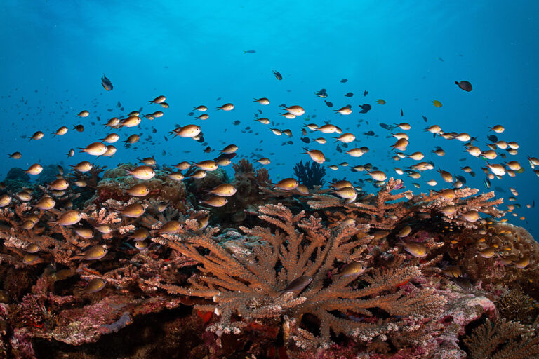 A coral reef in southern Pacific.