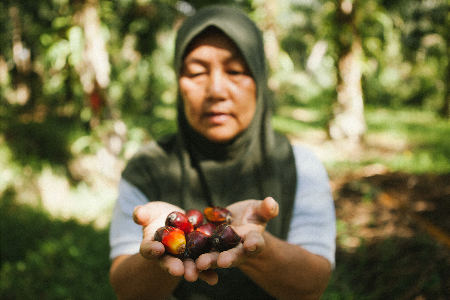 An oil palm plantation smallholder shows palm fruit.