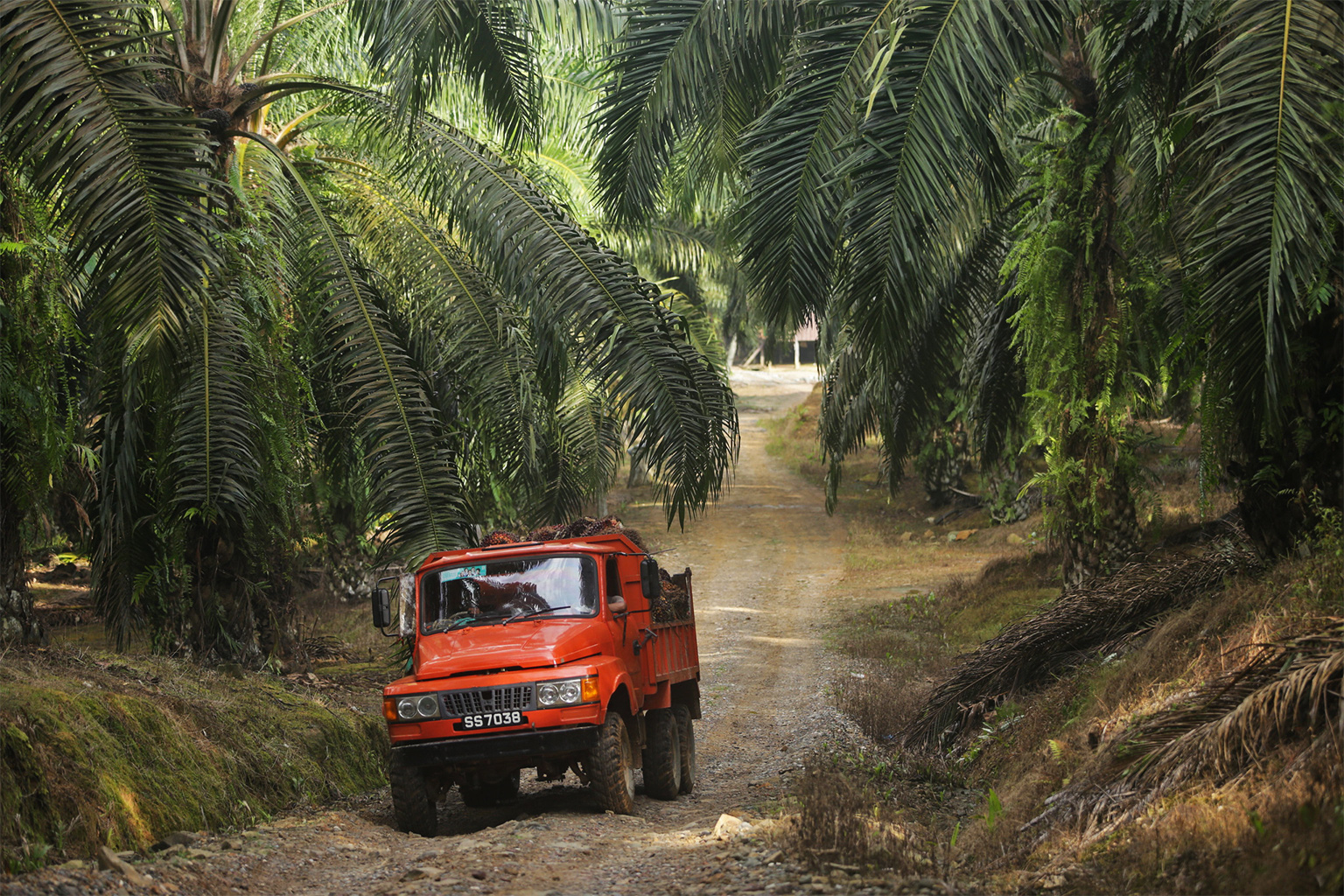A truck transporting harvested oil palms, Sabah.