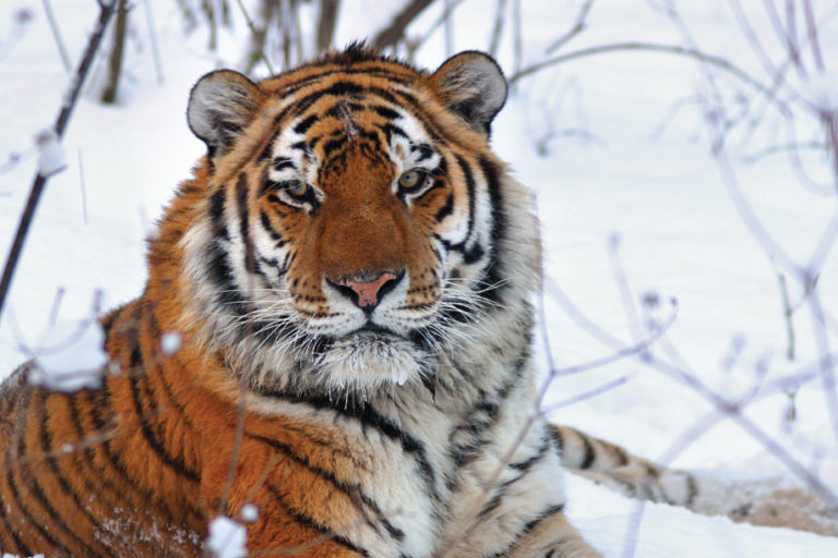 A tiger in Russia. Image courtesy of Panthera.