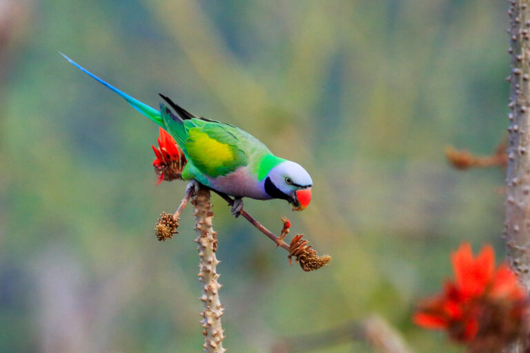 A red-breasted parakeet.
