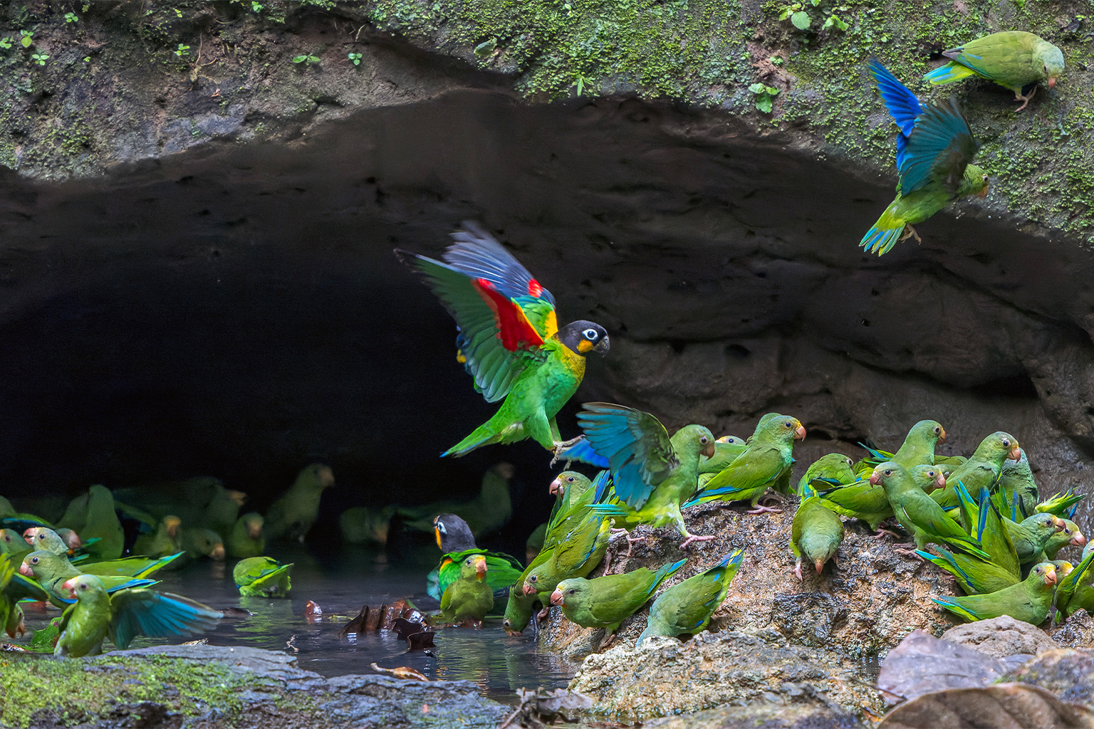Parrots at a clay lick in Yasuní National Park.