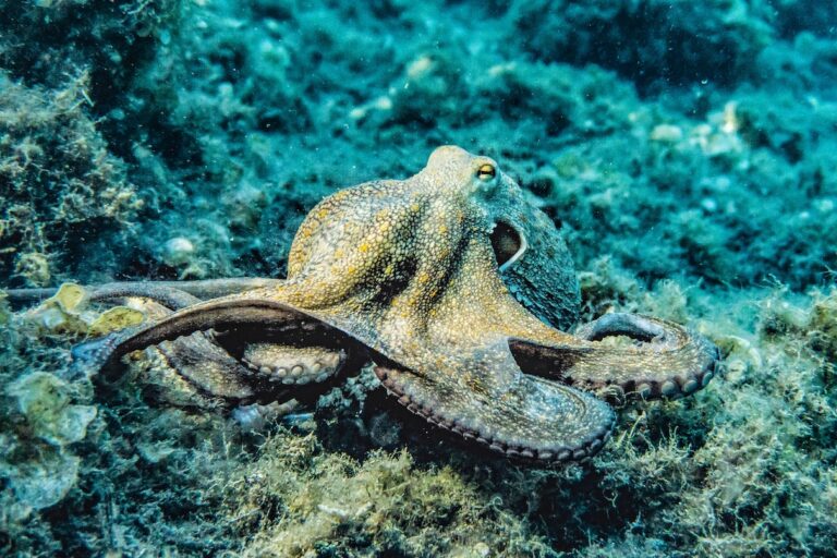 Octopuses are widely recognized as having high intelligence and complex inner lives. Photo by Pia B. published to the Creative Commons via Pexels.