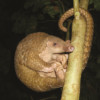 A Philippine pangolin hangs on to a branch.