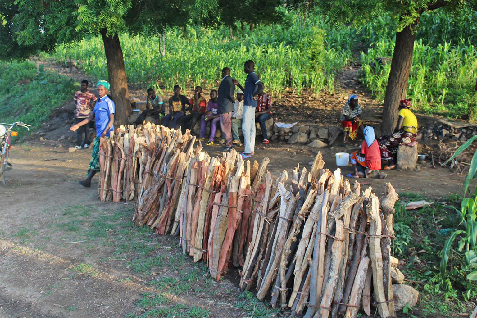 In Mokolo, villagers have made cutting and selling firewood a lucrative activity. 
