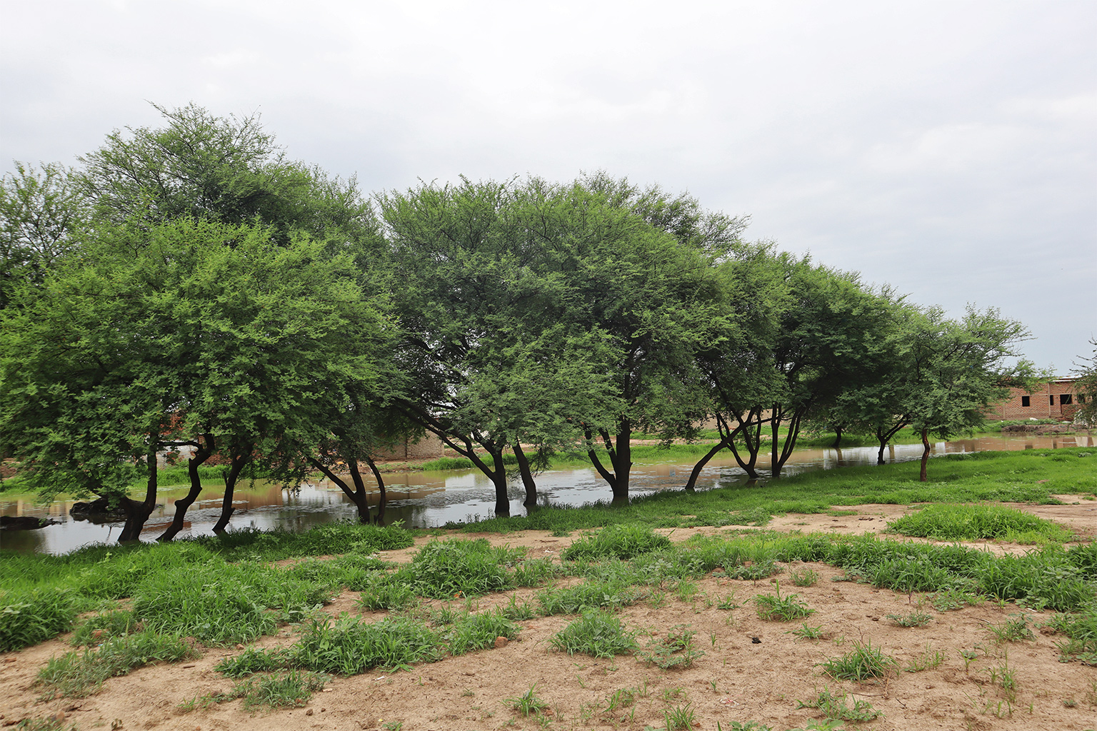 A site of the “Great Green Wall” project in Dinéo, flooded following torrential rains. 