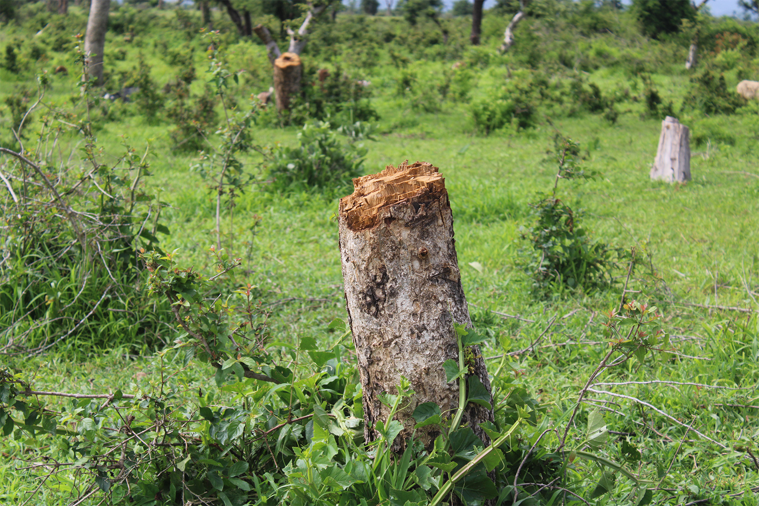 Trees illegally cut down for firewood in the Zamay forest reserve by Nigerian refugees.