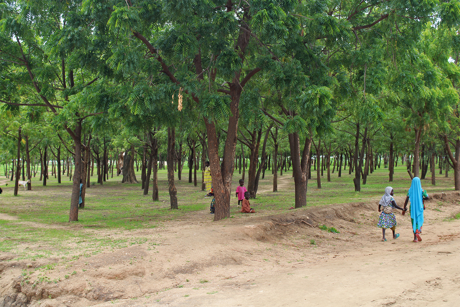 A forest plantation created near the Minawao refugee camp, which remains threatened by exploitation.