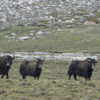 wild yaks in Nepal