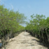 Mangroves planted in Satkhira district.