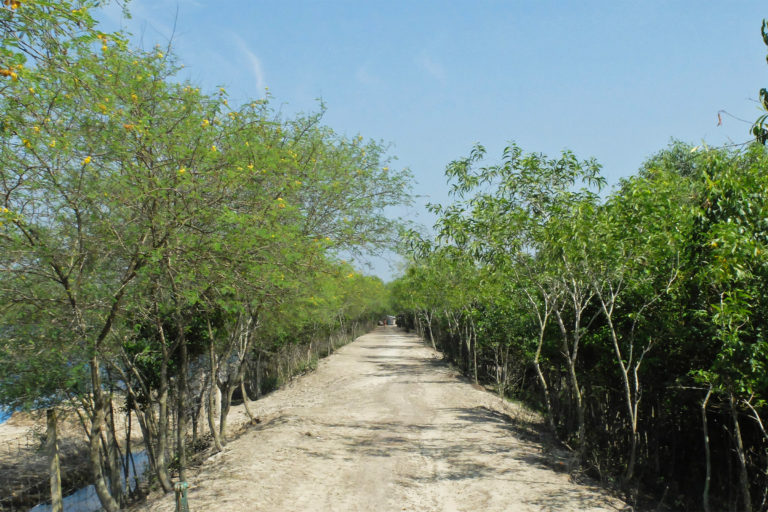 Mangroves planted in Satkhira district.