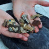 Plastic pieces found inside a dead shearwater.
