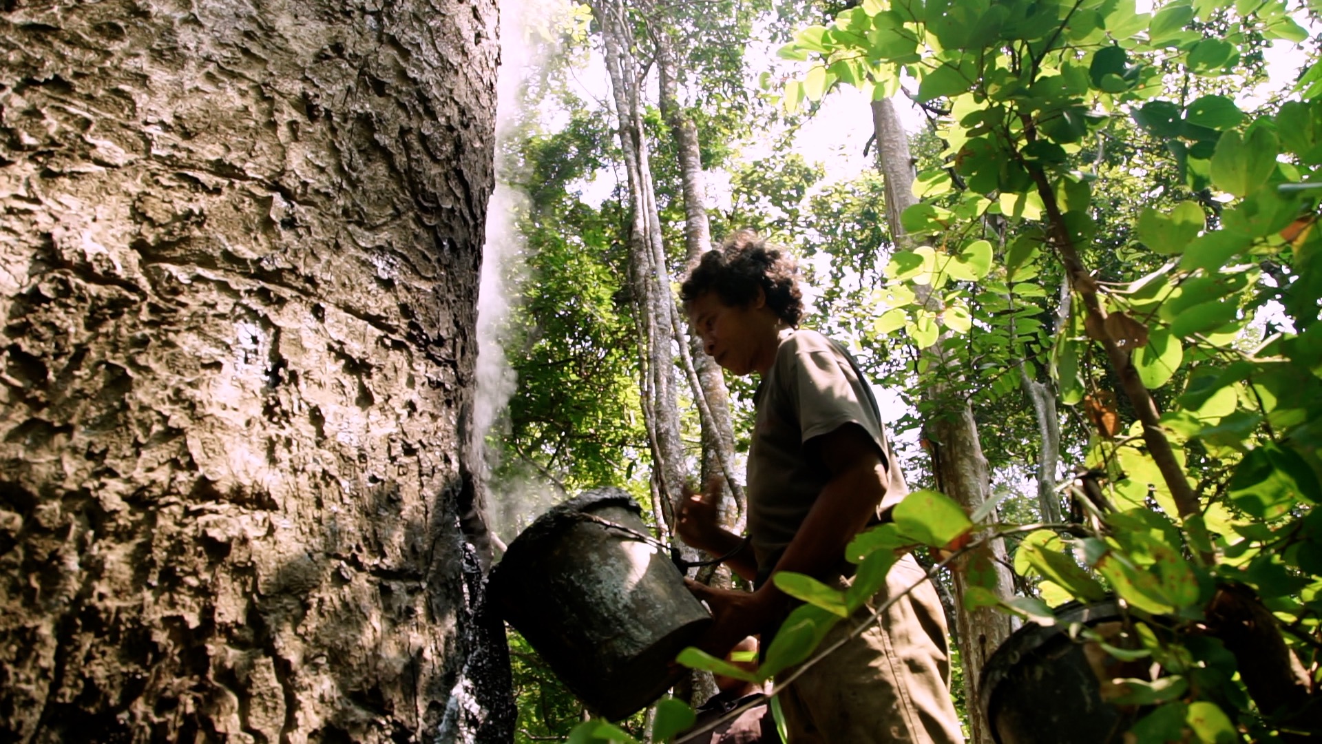 A resident of Prey Lang Wildlife Sanctuary taps a resin tree in 2015. The Indigenous communities that call Prey Lang home have been sustainable tapping resin trees for generations, but these trees are targeted by illegal loggers on account of the tree's height, width and lack of branches that make the species ideal for turning into plywood. Image by Thomas Cristofoletti.