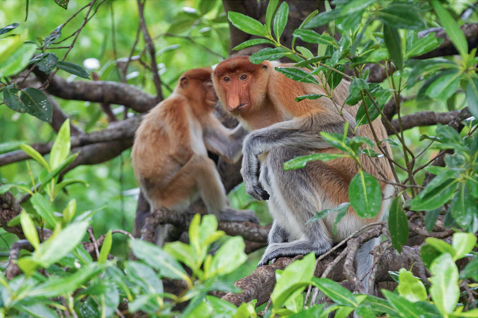 Proboscis monkeys in Sabah. 