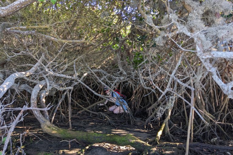 The author poses/hides in a mangrove at low tide. Image by Morgan Erickson-Davis.