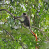 A red-tailed monkey in Mabira Central Forest Reserve.