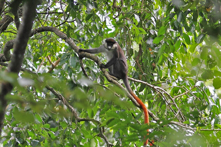 A red-tailed monkey in Mabira Central Forest Reserve.