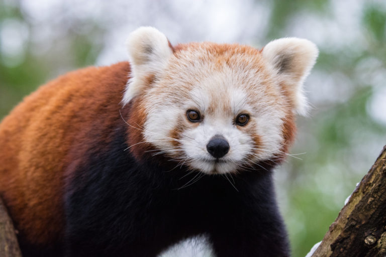 The heavily charismatic and endangered red panda (Ailurus fulgens) is one of the many species found in the forests of Namdapha National Park. Image in the public domain.