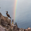 Seabirds on Redonda Island cliffs.
