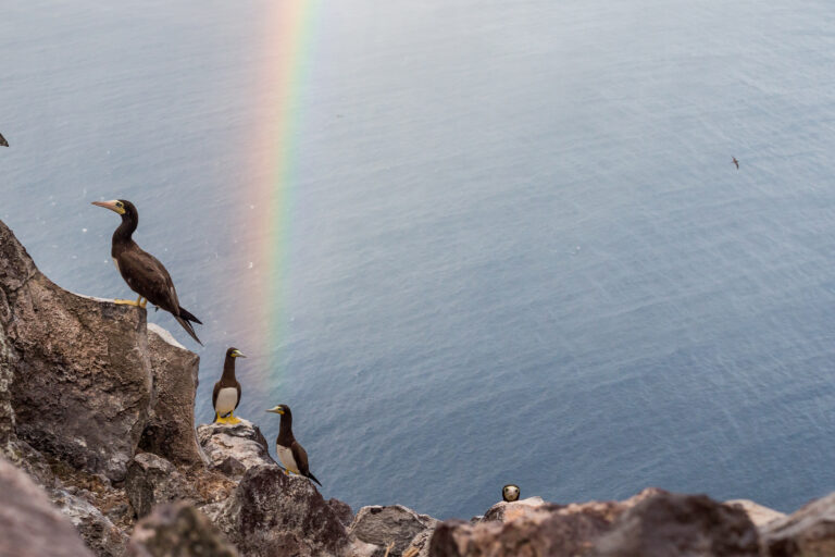 Seabirds on Redonda Island cliffs.