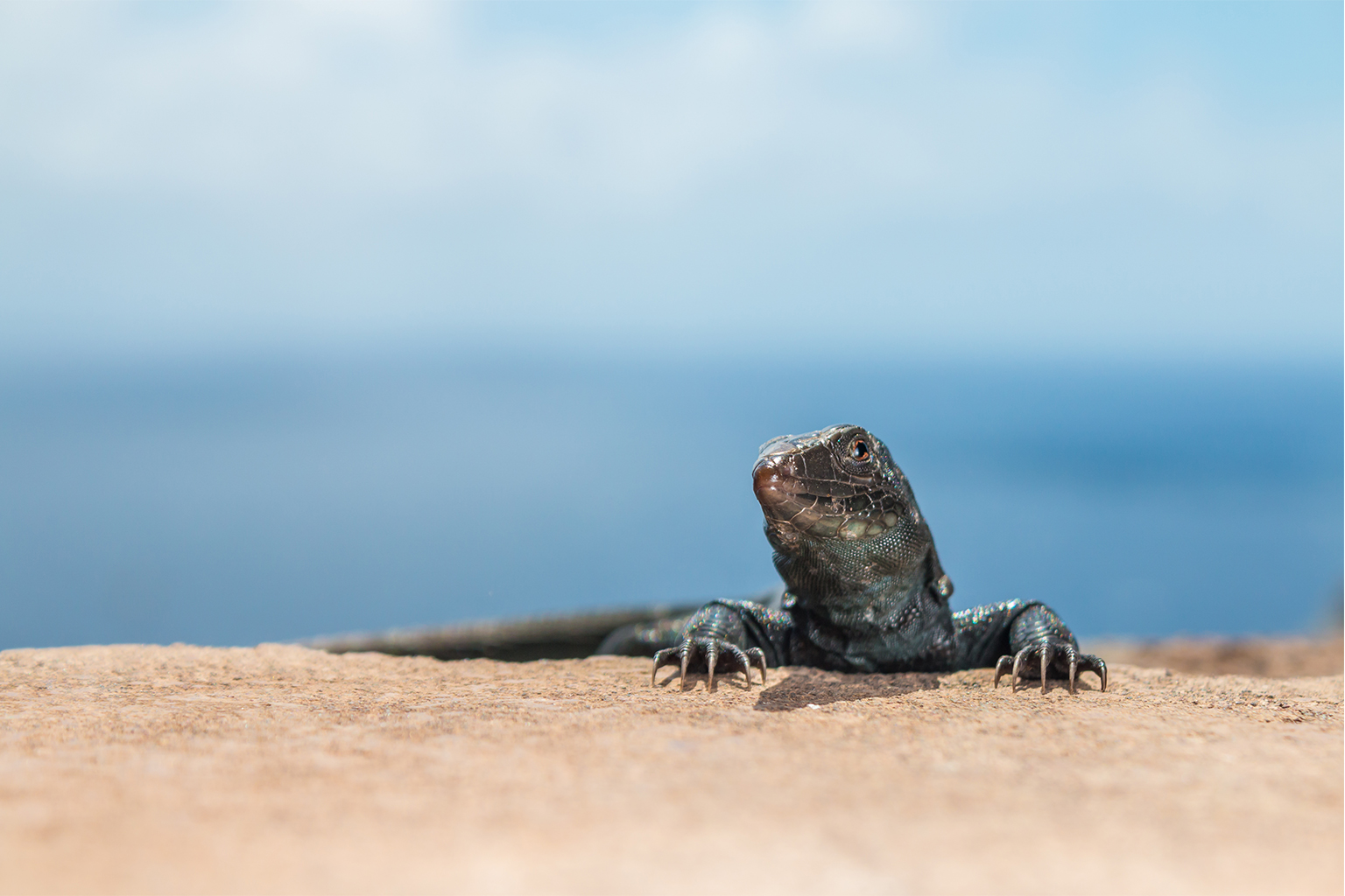 Redonda Ground Dragon on Redonda Island of Antigua and Barbuda.