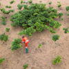 Aerial image of a reforestation program in the DRC.