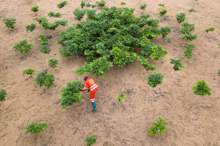 Aerial image of a reforestation program in the DRC.