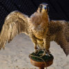 A rescued falcon, likely a peregrine