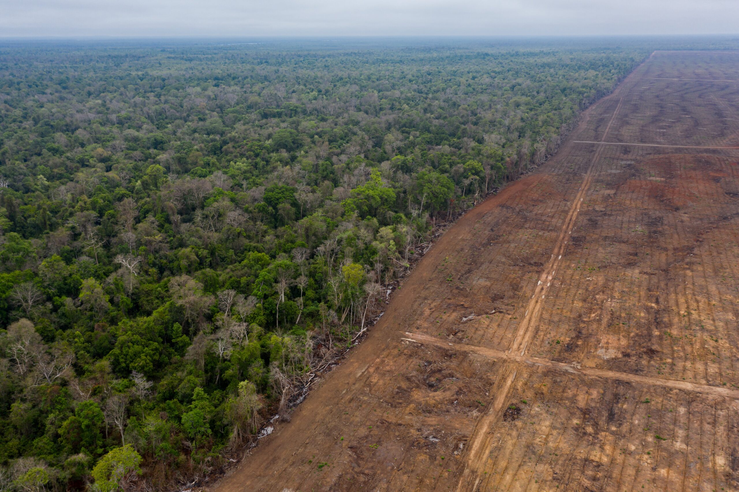 An aerial view of forest clearing inside Think Biotech’s 34,000-hectare concession that was granted in 2012 along along the eastern boundary Prey Lang Wildlife Sanctuary. Despite being a reforestation project on paper, Think Biotech has repeatedly faced allegations of trespass logging inside the protected area its concession borders. Image by Andy Ball / Mongabay.