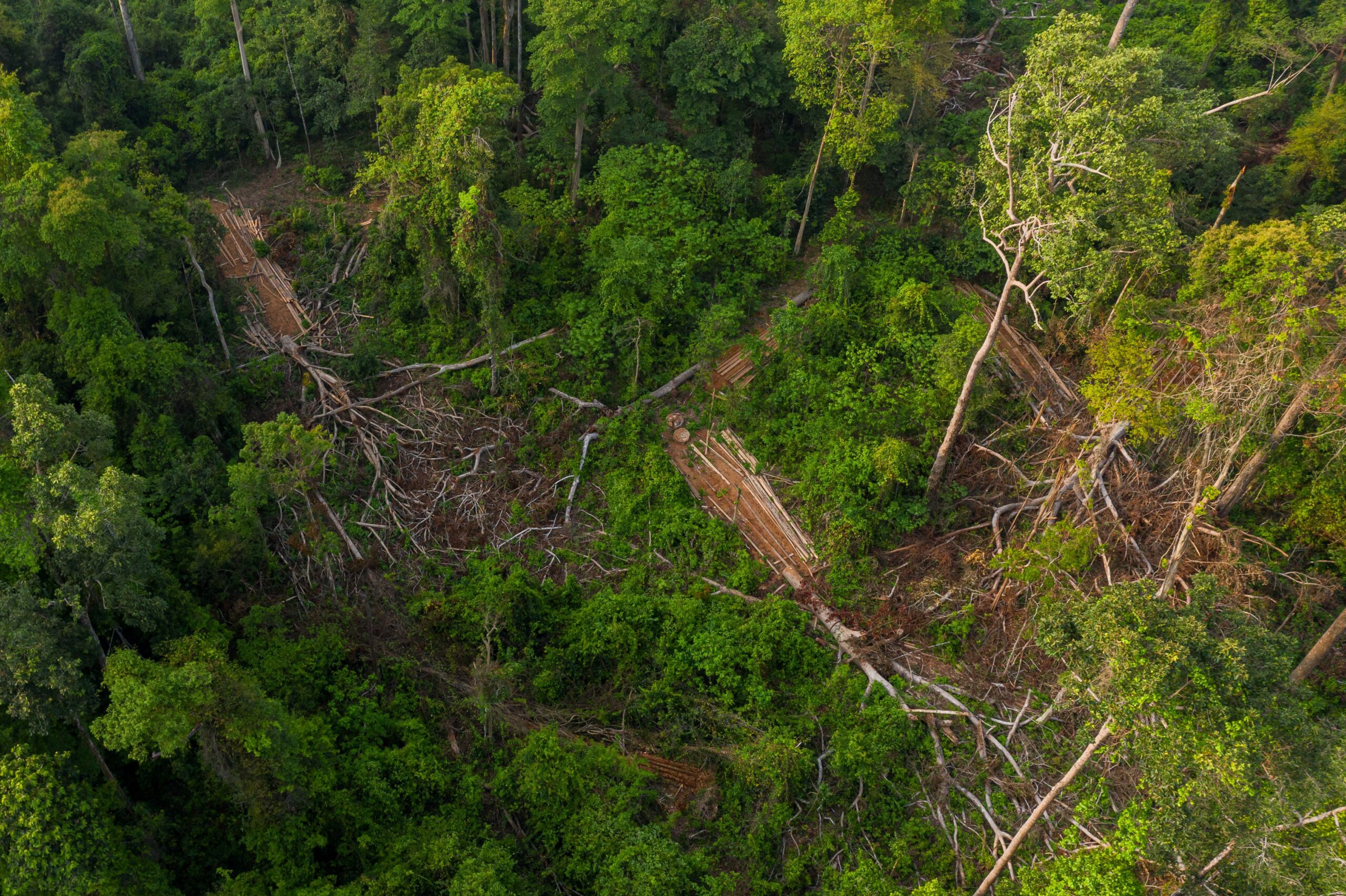 Loggers typically target a cluster of high-value old-growth trees, making it easier for the community to track the path of destruction through their forest patrols. Image by Andy Ball / Mongabay.