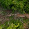 A dismembered tree in Chhaeb-Preah Roka Wildlife Sanctuary documented in April 2023. Image by Andy Ball / Mongabay.