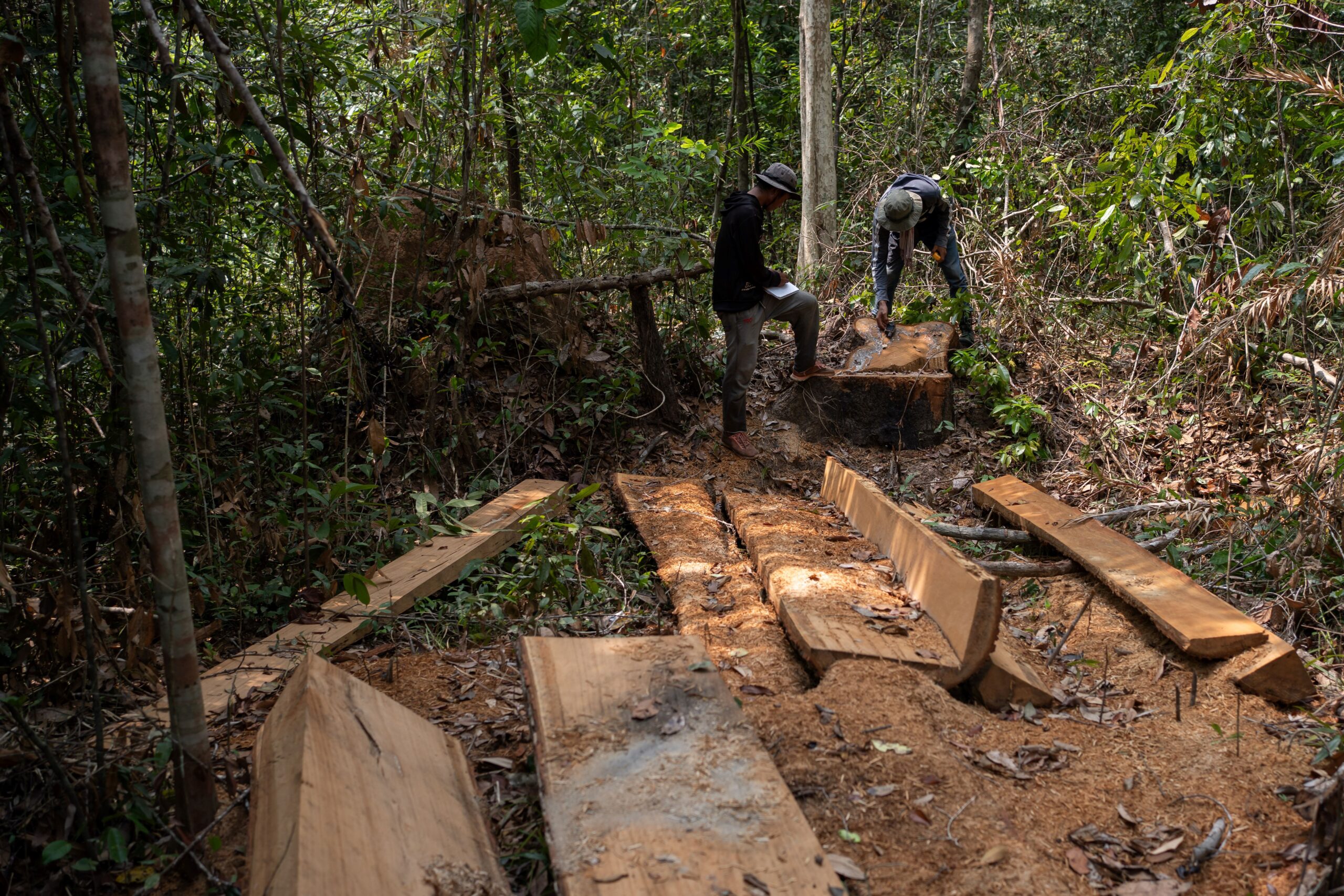 Loggers carve out the valuable center of the trees. The cuboid sawn logs taken are easier to stack and transport than round logs, but the process creates a lot of waste. Image by Andy Ball / Mongabay.